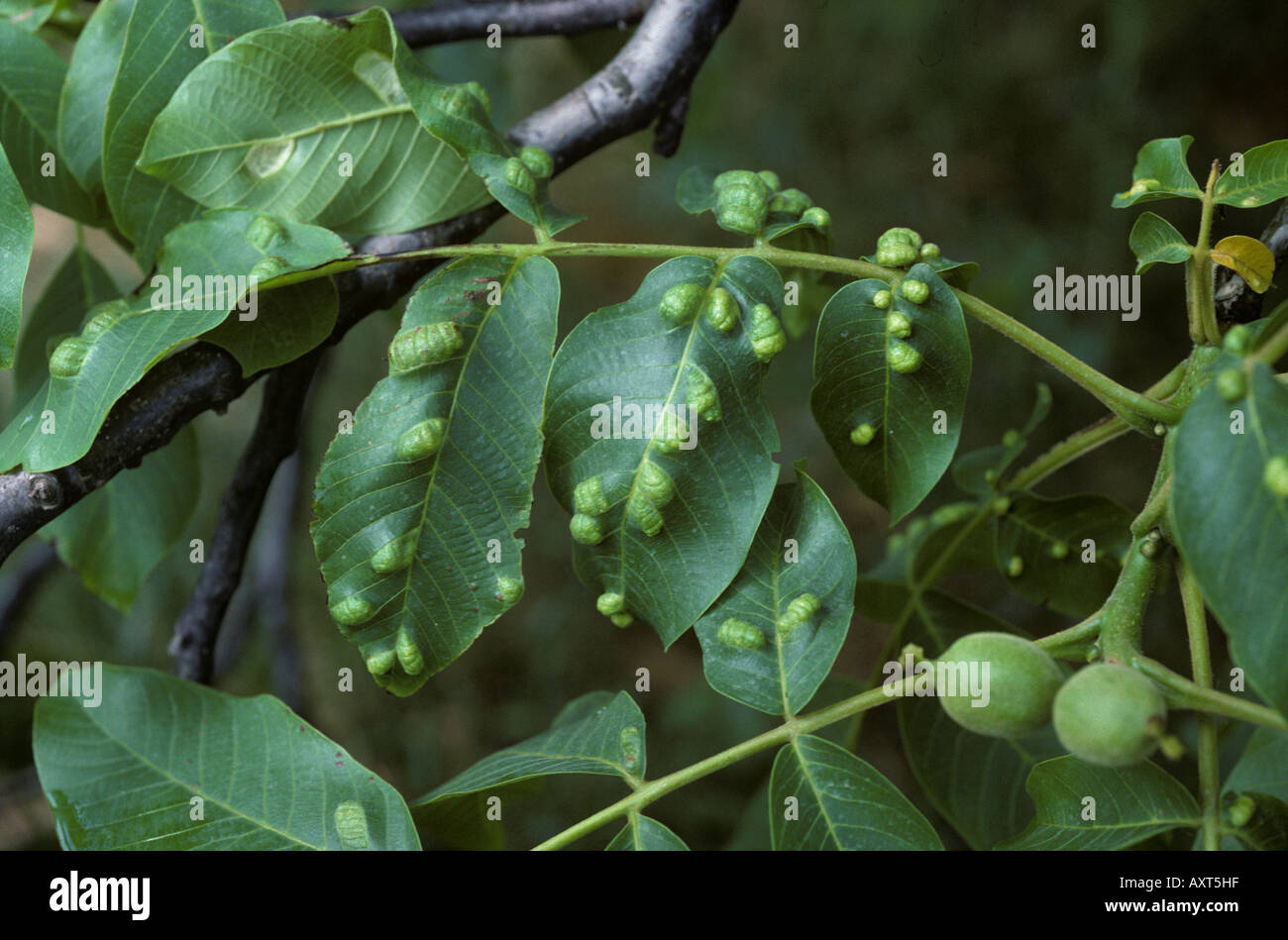 Walnut leaf gall mite Eriophyes erineus blisters on walnut leaves Germany Stock Photo