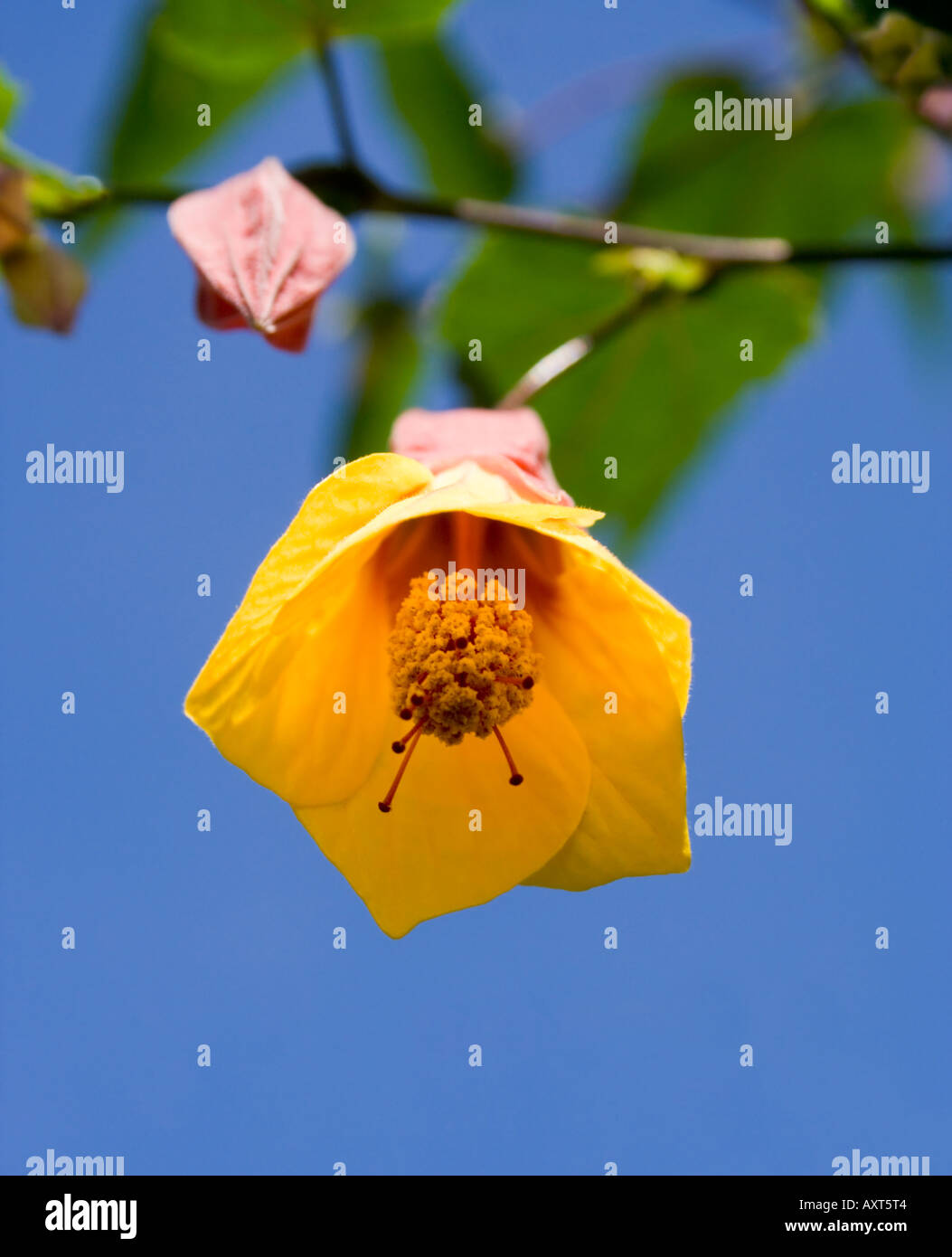 Abutilon Kentish Belle. Malvaceae. Yellow flower. Blue sky. Buds Stock