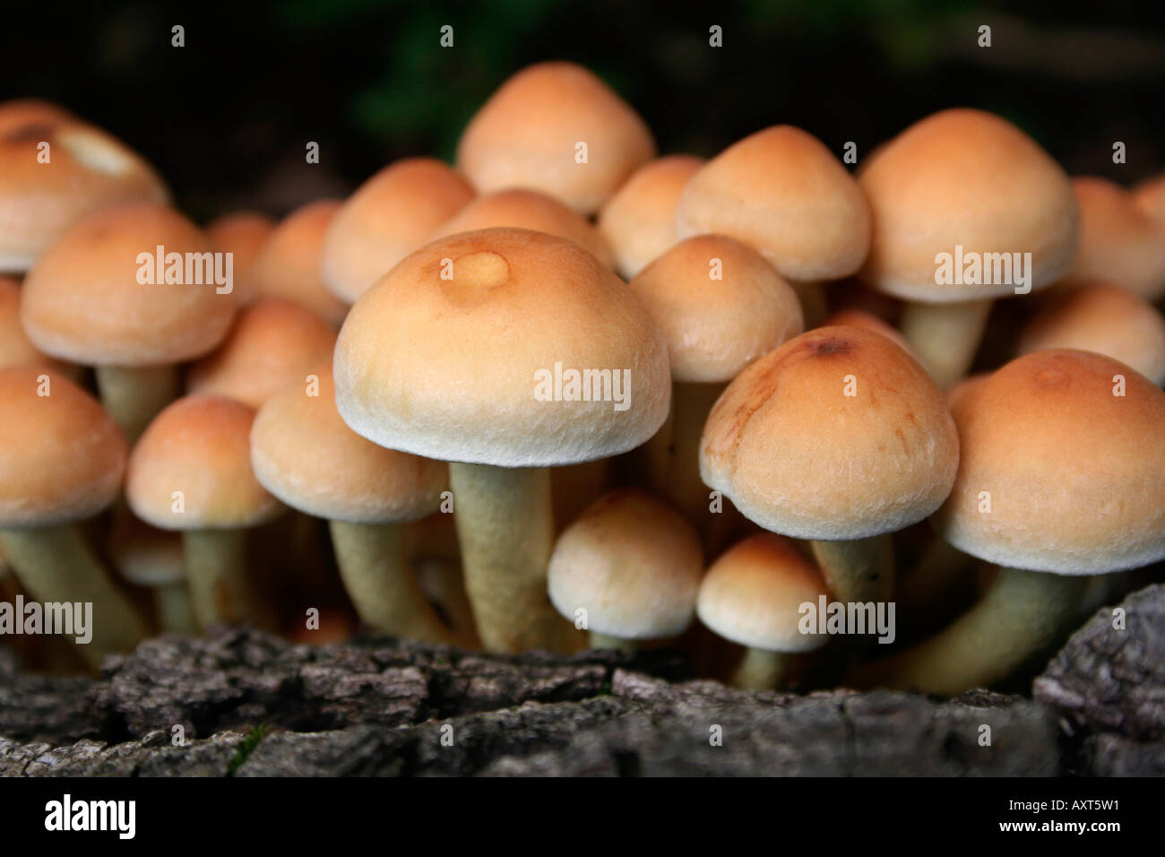 Fungi. Poisonpie. Hebeloma crustiliniforme. Cortinariaceae. Cap and stem variety. English garden, UK. Stock Photo