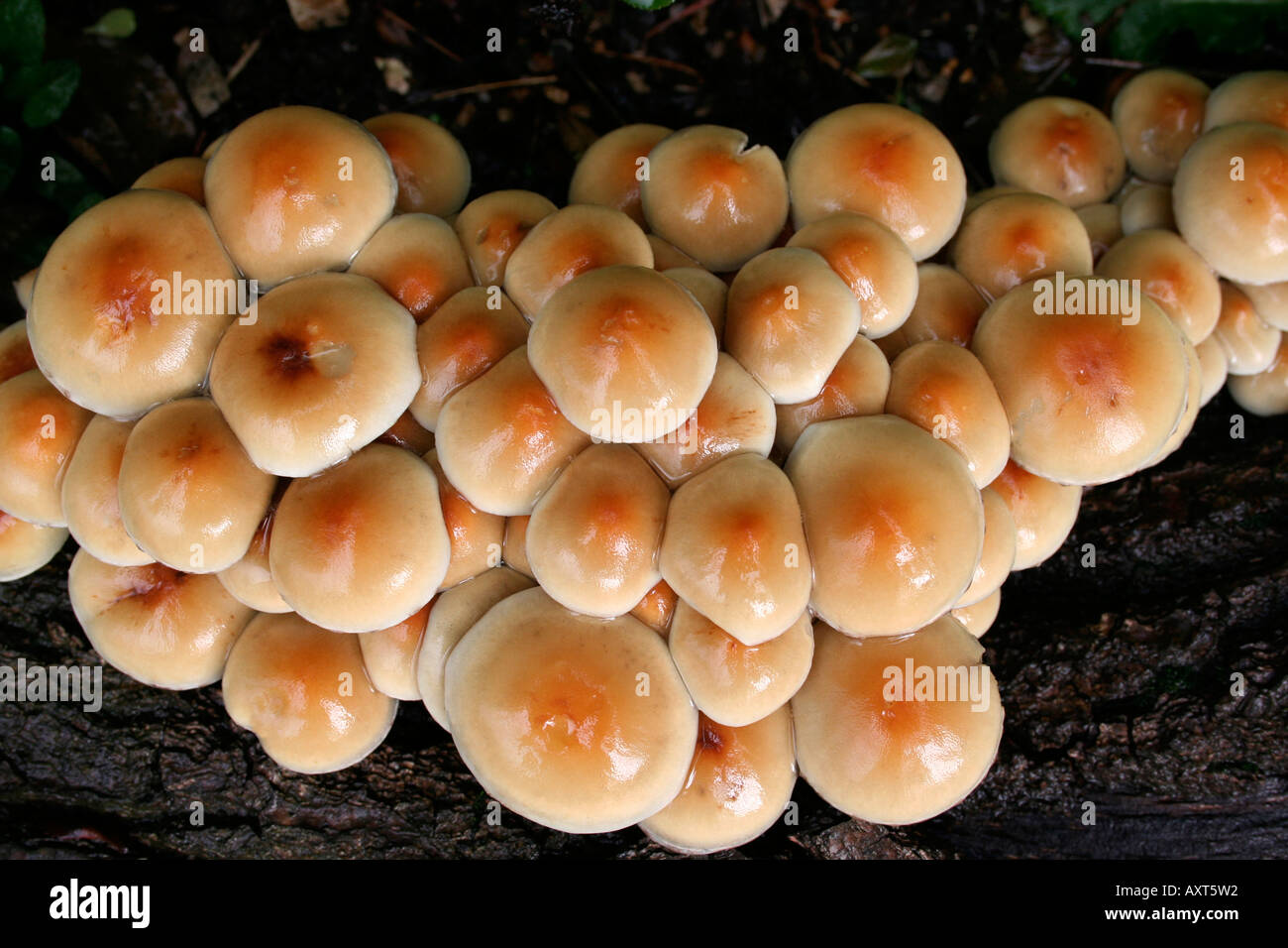Fungi. Poisonpie. Hebeloma crustiliniforme. Cortinariaceae. After rain. Poisinous. UK. Stock Photo