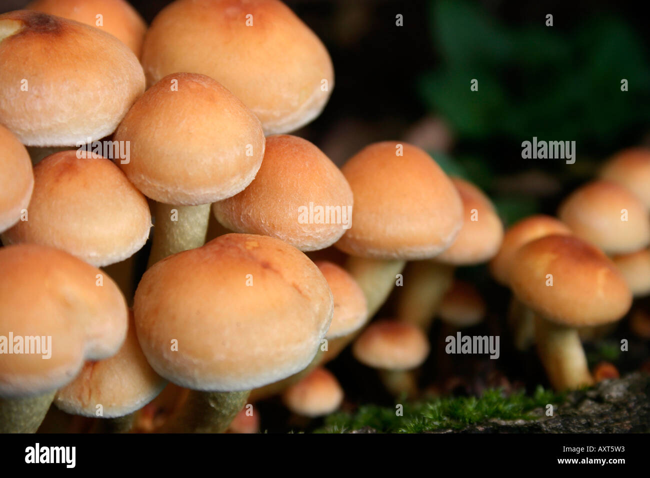 Fungi. Poisonpie. Hebeloma crustiliniforme. Cortinariaceae. Cap and stem variety. Southern England.  UK. Stock Photo