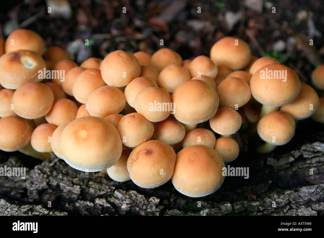 Fungi growing on a log.  Hebeloma crustiliniforme. Cortinariaceae. Poisonpie. Southern England. UK. Stock Photo