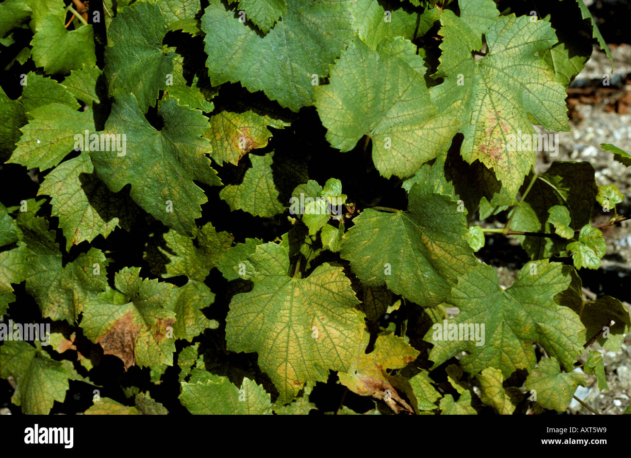 Two spotted spider mite Tetranychus urticae damage to grapevine leaves ...
