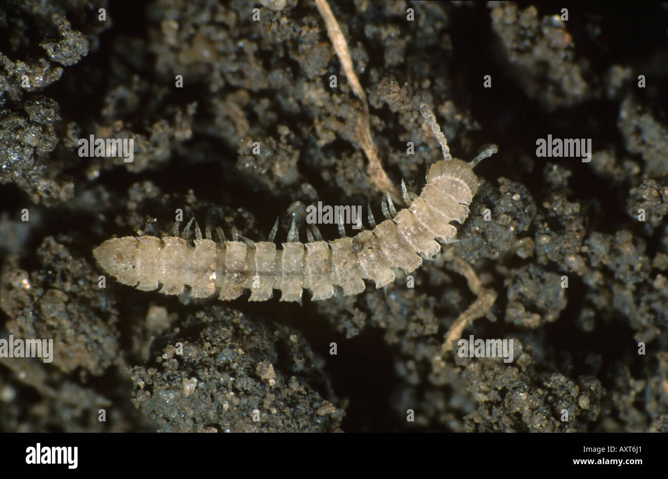 Flat backed millipede Polydesmus angustus adult soil pest on soil Stock Photo