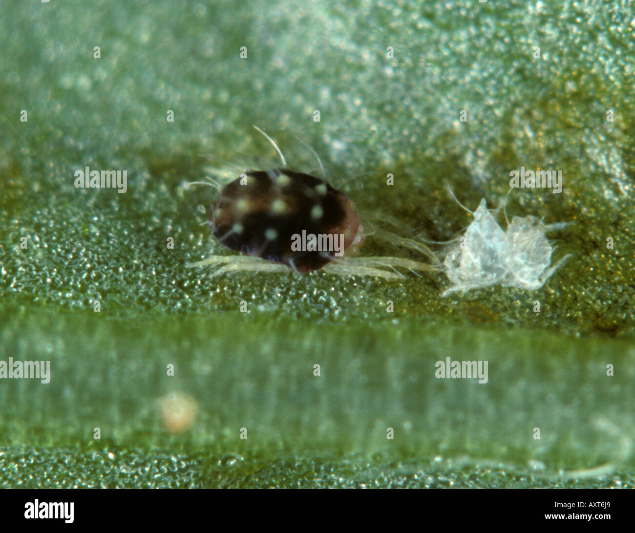 Fruit tree red spider mite Panonychus ulmi adult female on an apple leaf Stock Photo