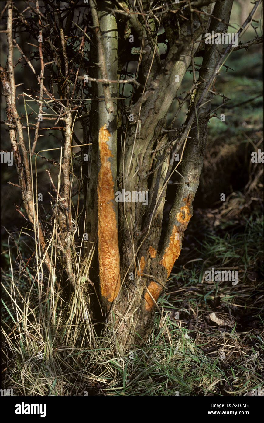 Rabbit pest hires stock photography and images Alamy