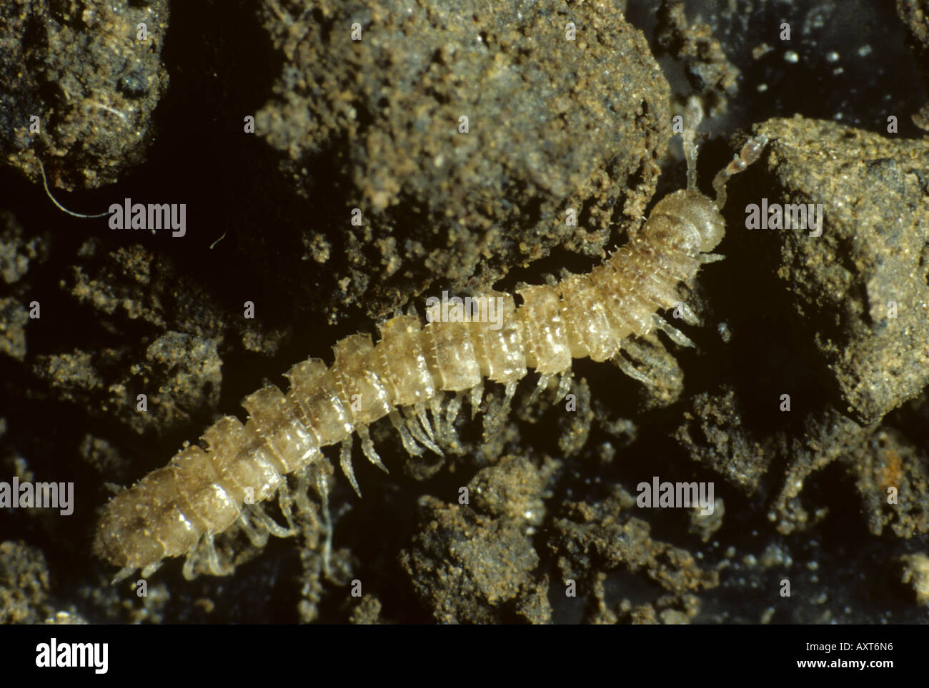 Flat backed millipede Polydesmus angustus adult soil pest on soil Stock Photo