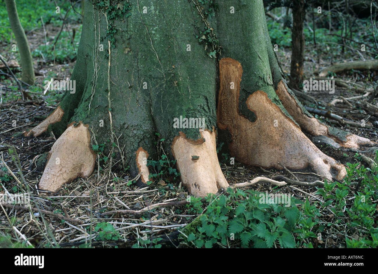 Rabbit Oryctolagus cuniculus damage to the base of an old beech tree Stock Photo