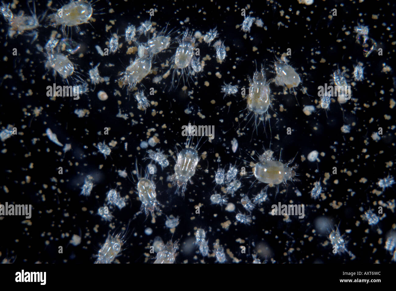Grain mite Tyrophagus putrescentiae mites on a black background Stock Photo