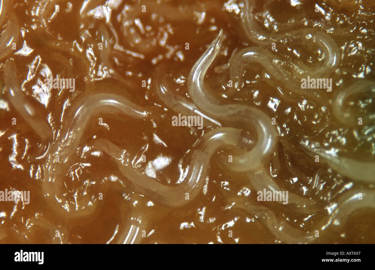 Free-living nematodes, Phasmarhabditis hermaphrodita, on dead slug killed by biological control agent Stock Photo