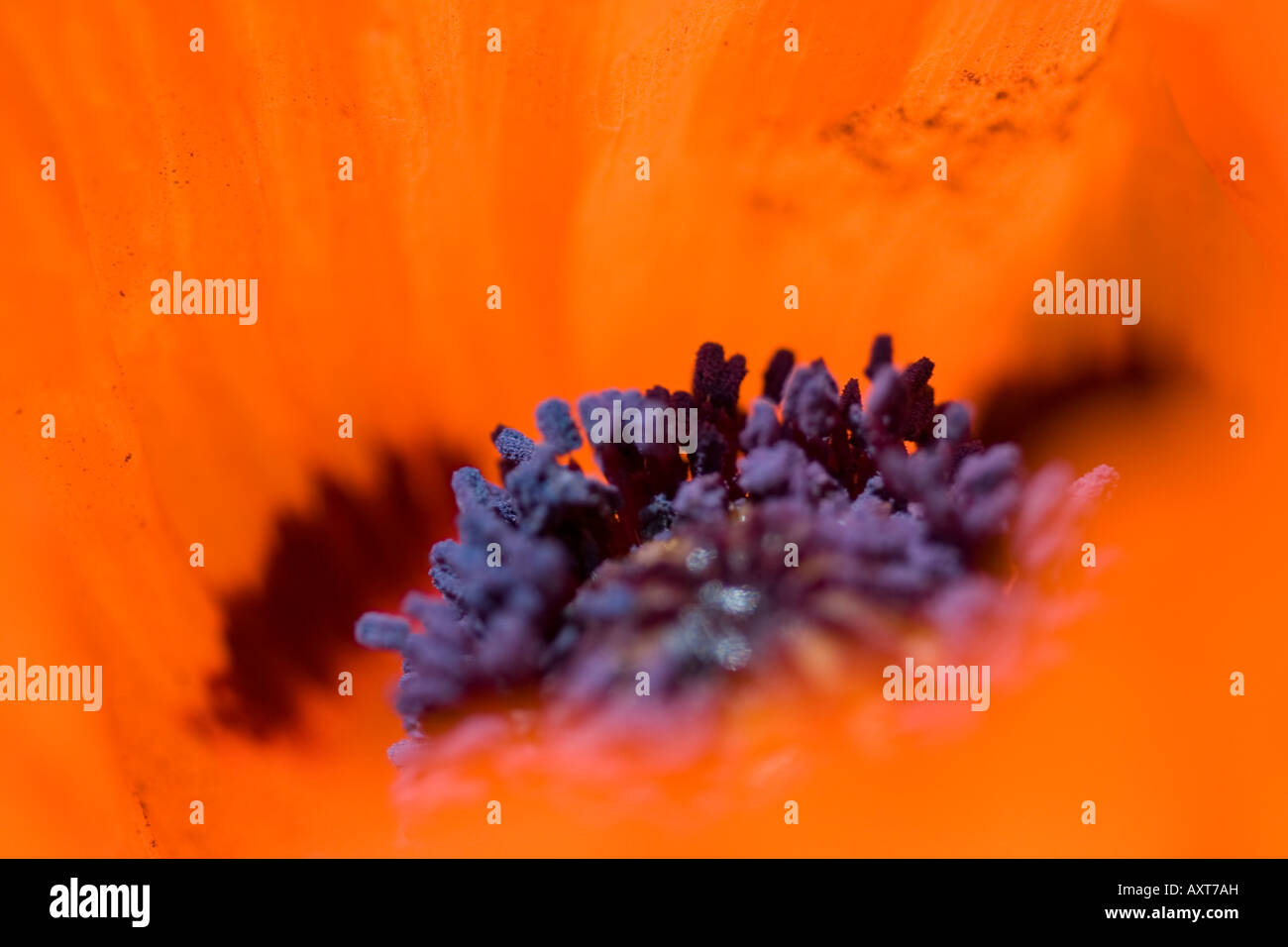 Macro of an brilliant orange poppy with purple stamens and scattered pollen. Stock Photo