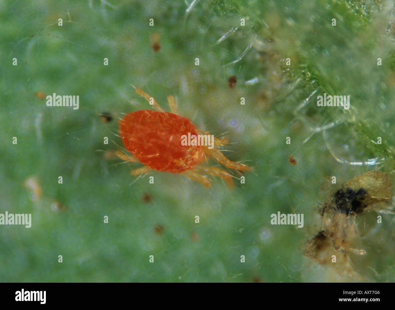 Two spotted spider mite Tetranychus urticae in diapausal deep orange colour Stock Photo