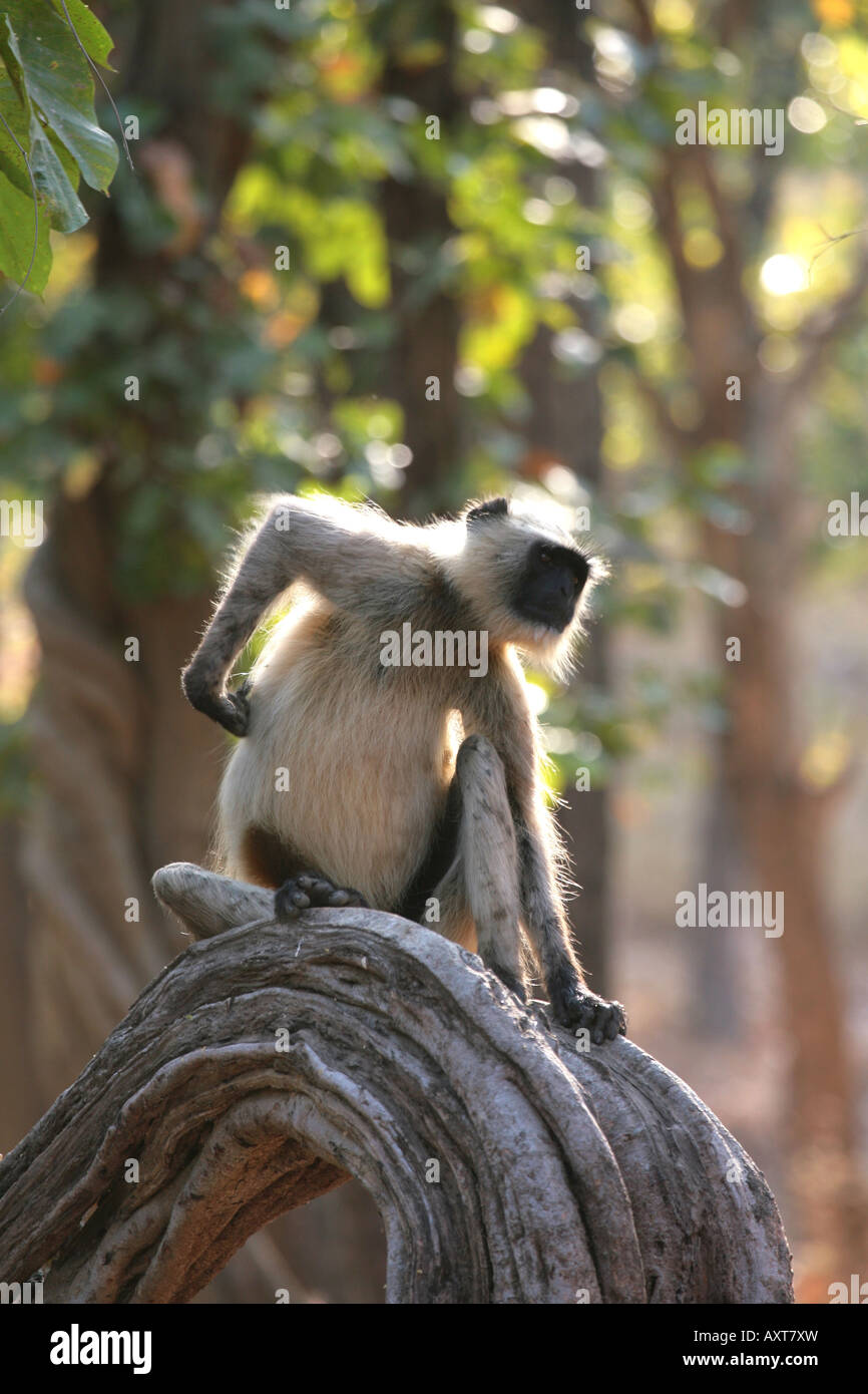 Grey langur monkey scratching its back in Bandhavgarh National park India Stock Photo