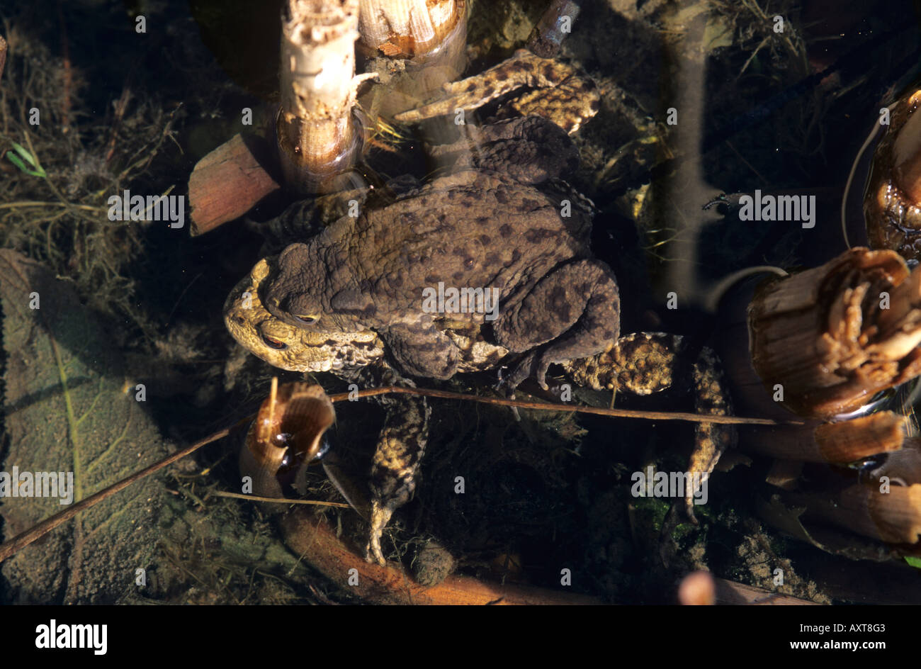 Mating pair of common toads Bufo bufo in garden pond Stock Photo