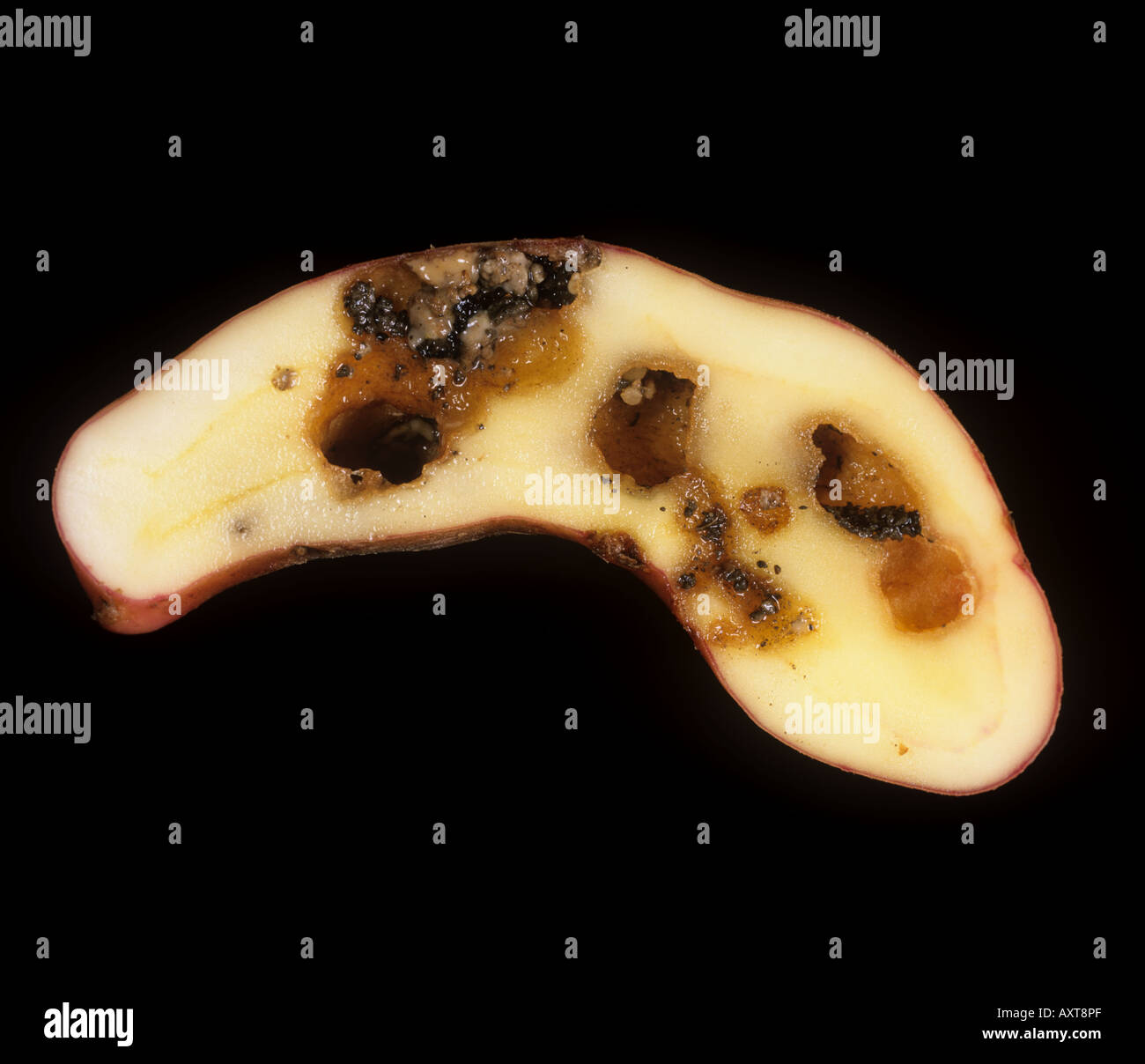 Severe internal slug damage to a pink fir apple potato shown in a sectioned tuber Stock Photo