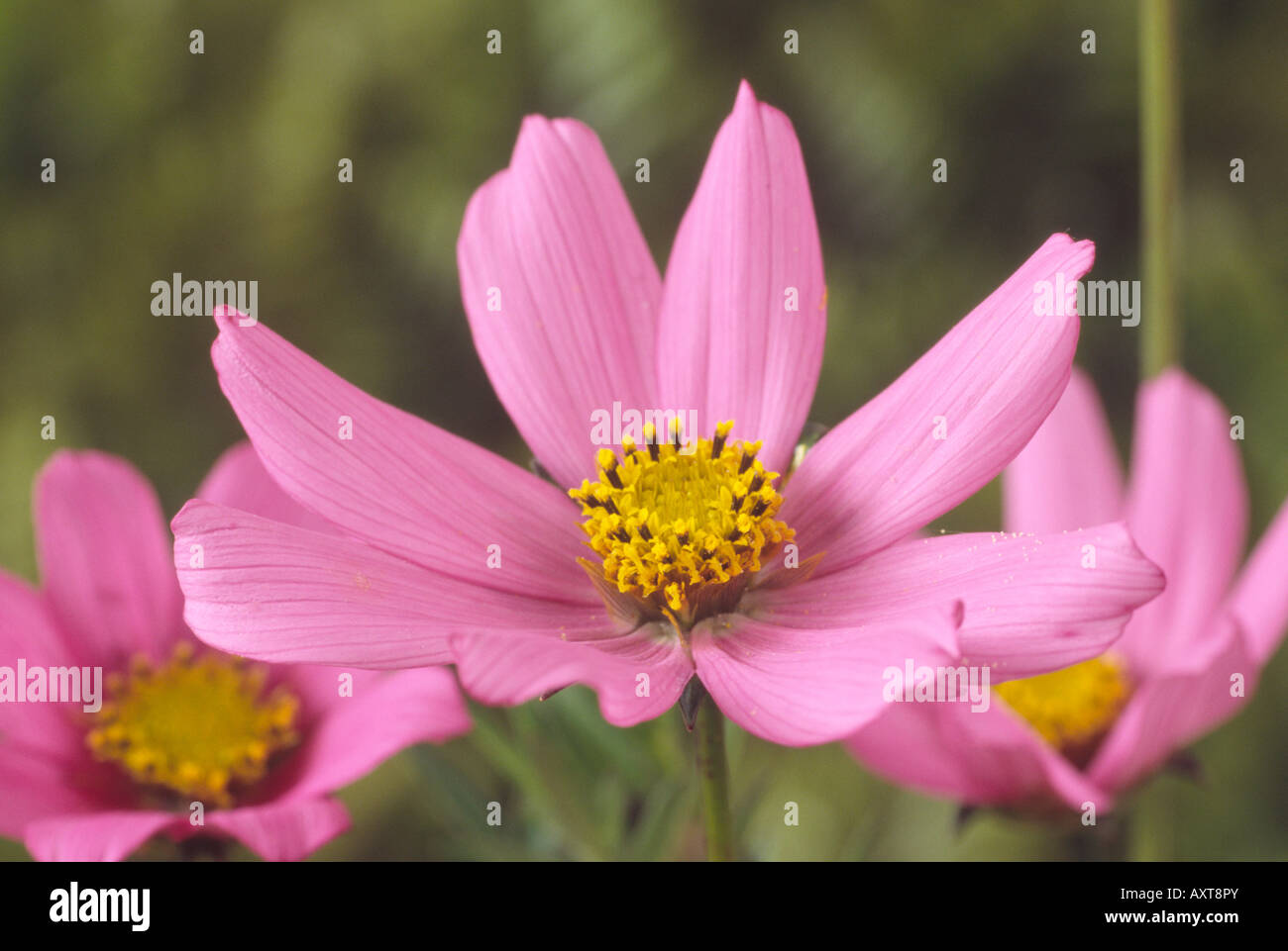 Cosmos peucedanifolius. Close up of open pink flower. Stock Photo