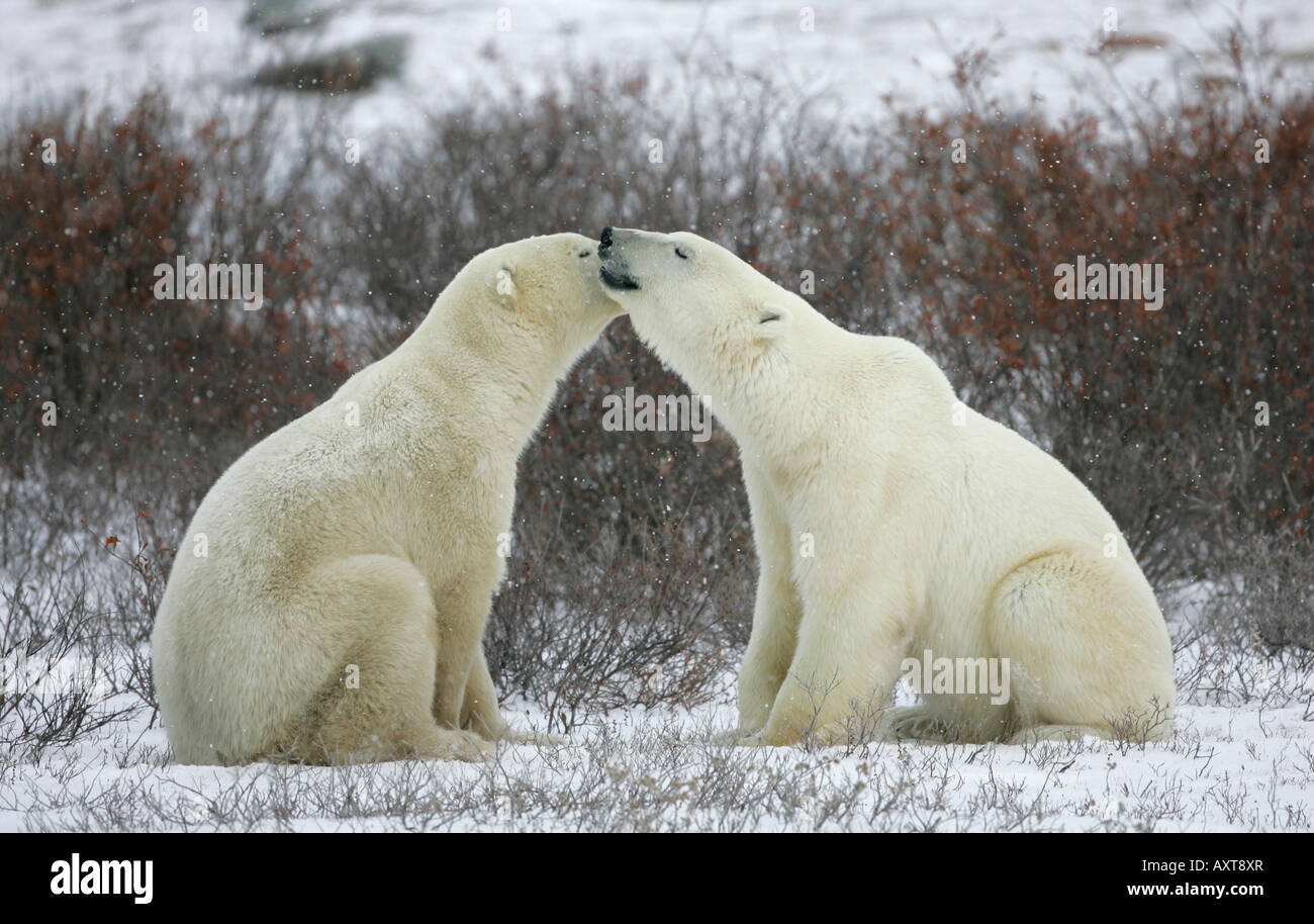 Two polar bears nuzzle amongst the willows in Churchill, Manitoba, Canada. Stock Photo