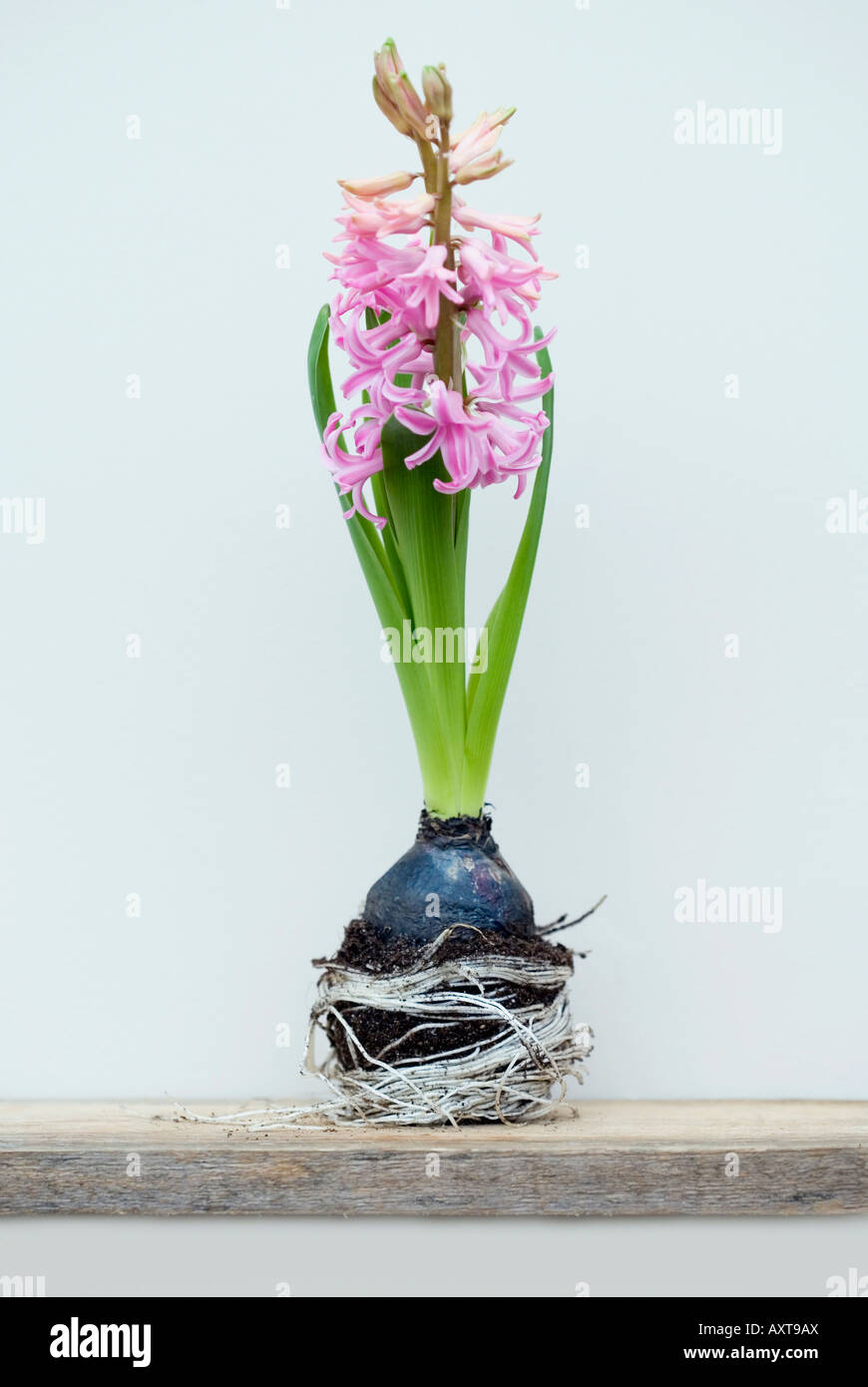 Hyacinth flower and bulb Stock Photo