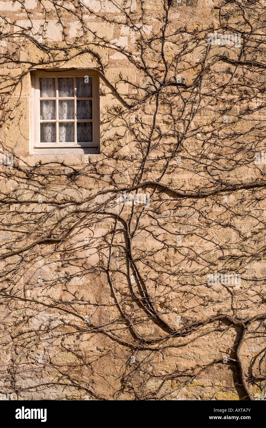 Ivied covered wall with a window in a french monastery wall Stock Photo