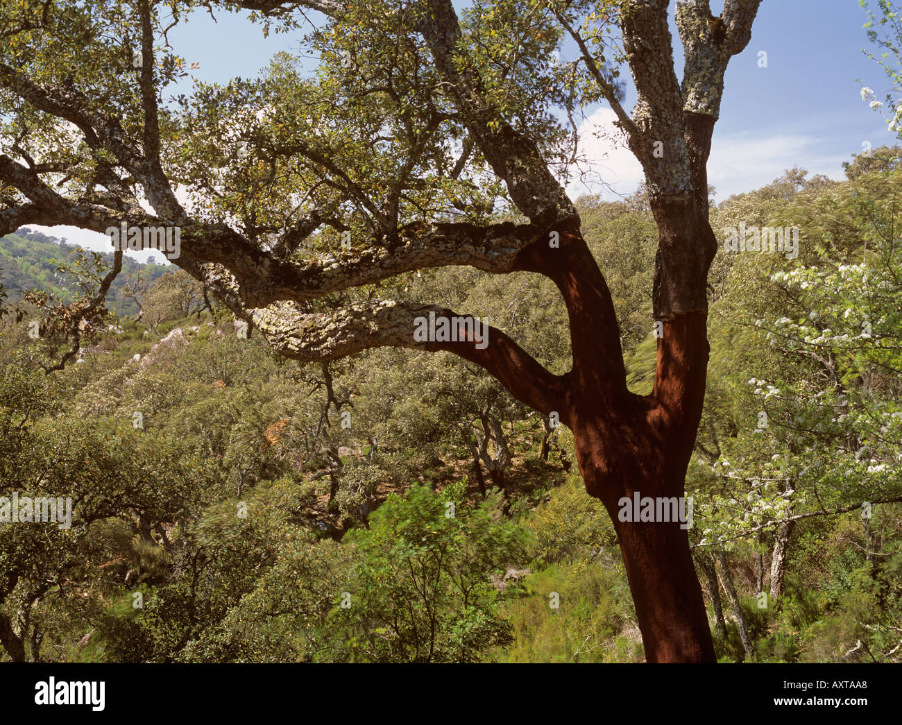 Cork Oak Tree Andalucia Spain Stock Photo Alamy