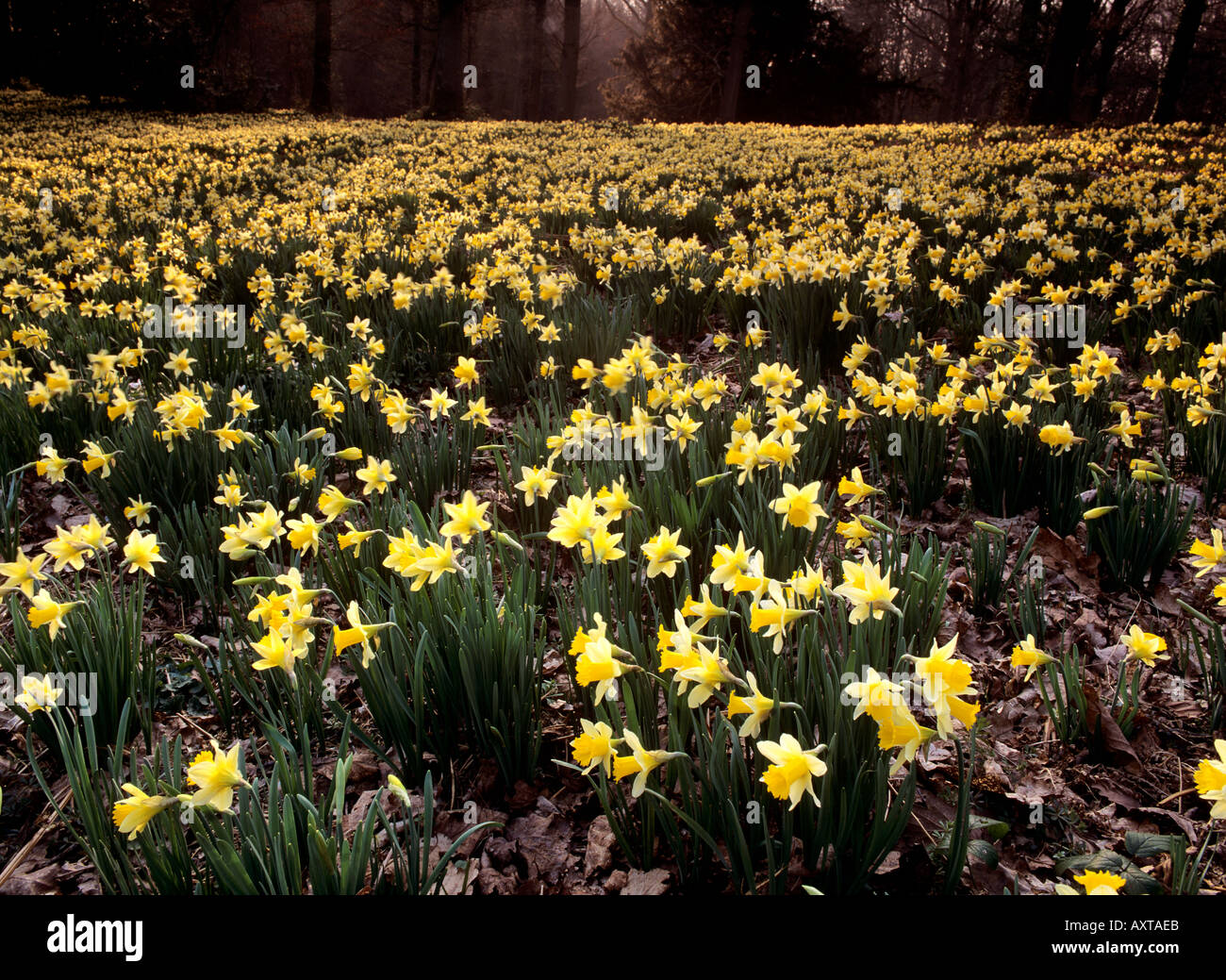 Wild Daffodils Gloucestershire England Stock Photo