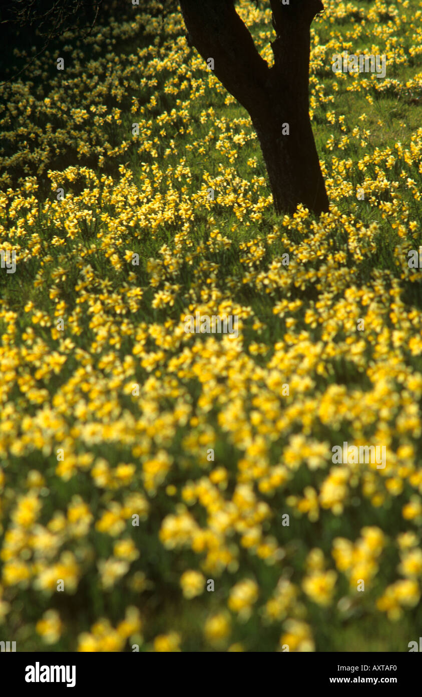Wild Daffodils Gloucestershire England Stock Photo
