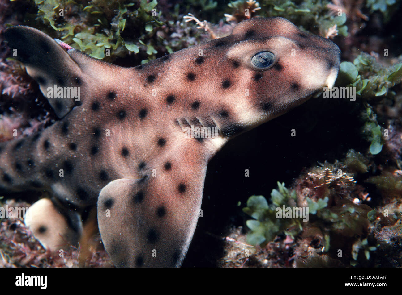 Horn shark Heterodontus francisci Stock Photo