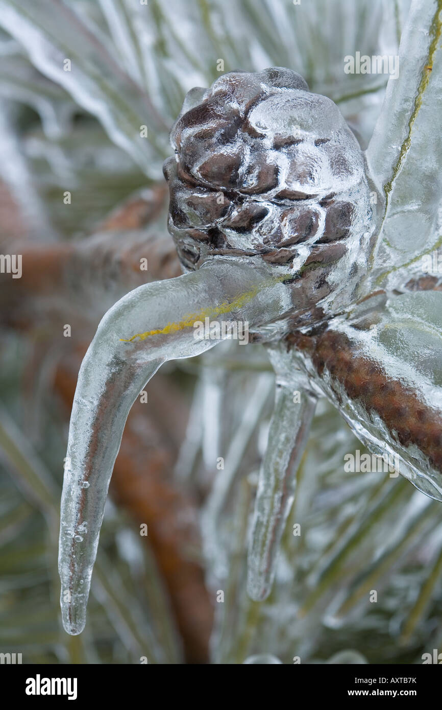 Freezing rain on trees hi-res stock photography and images - Alamy
