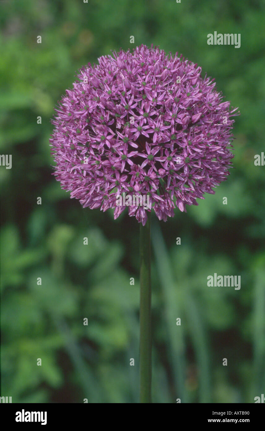 Allium his excellency hi-res stock photography and images - Alamy