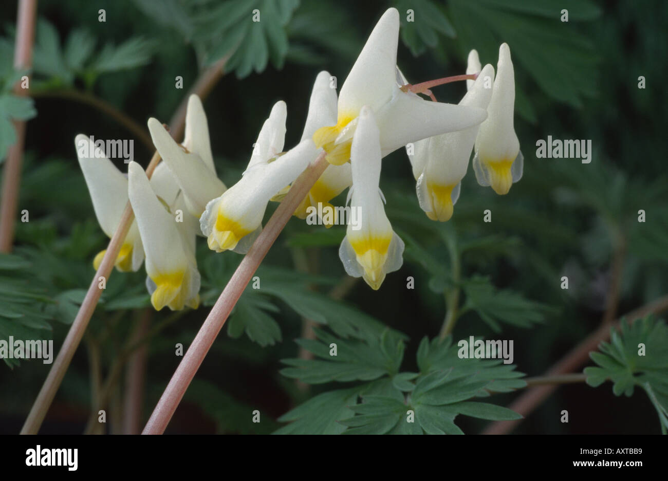 Dicentra cucullaria. Dutchman's breeches Stock Photo Alamy