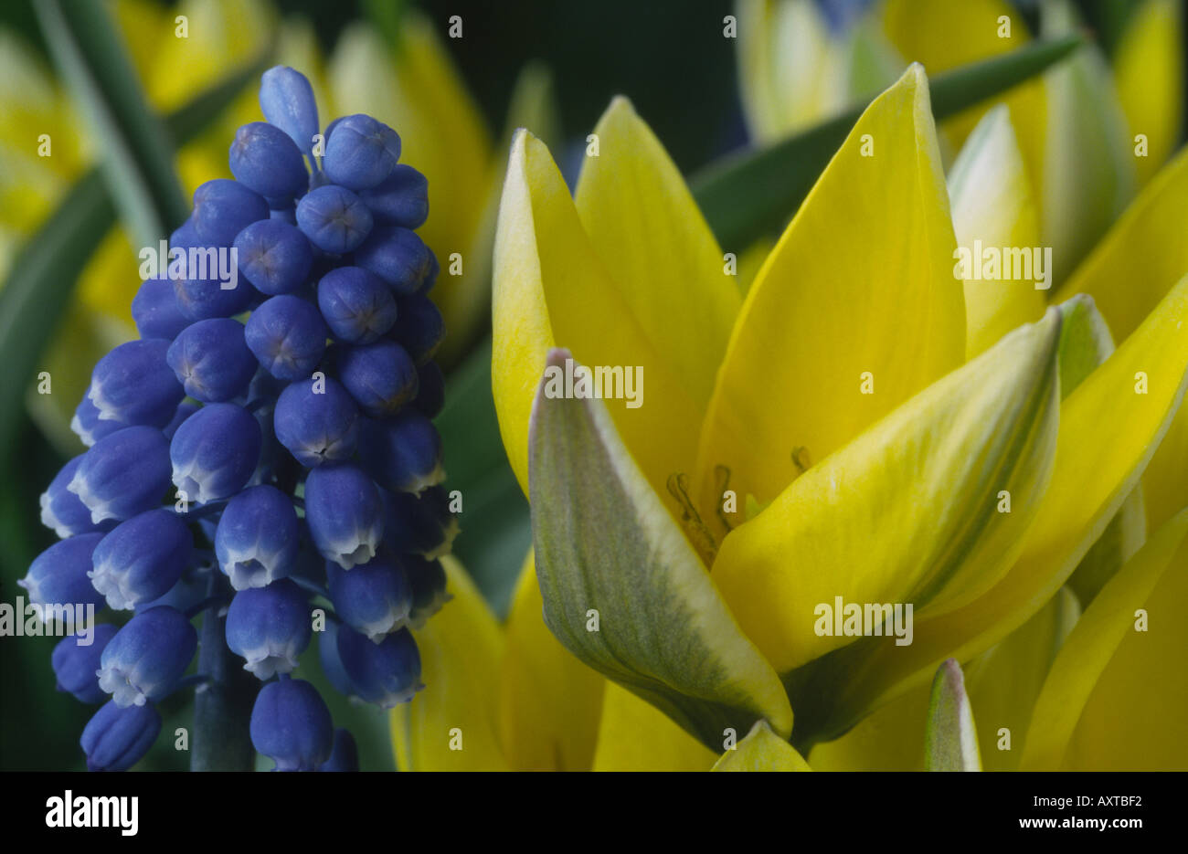 Muscari aucheri and Tulipa 'Tity's Star'. Grape hyacinth and tulip. Stock Photo