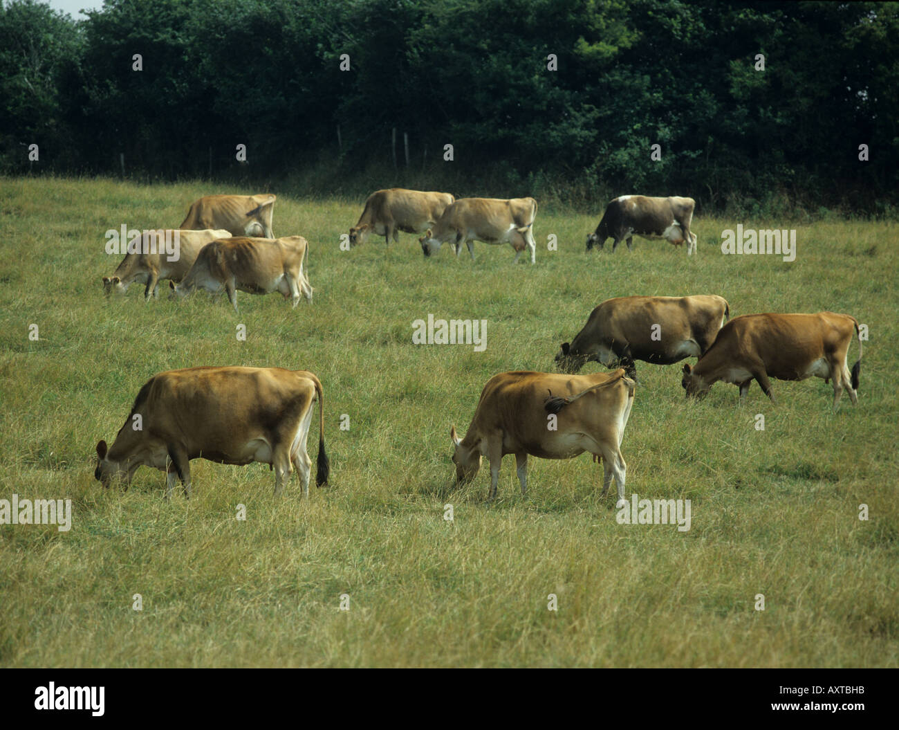 Jersey Channel Island dairy cows grazing on long pasture grass Stock Photo
