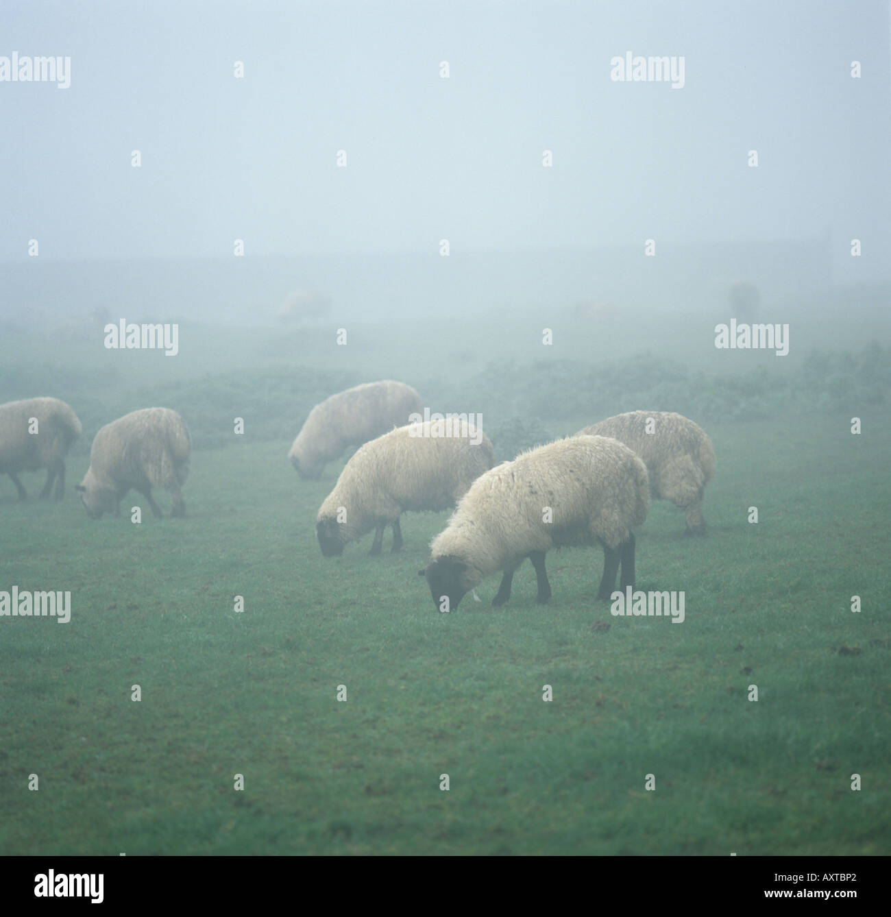 Large Suffolk lambs grazing on a misty morning Gloucestershire Stock