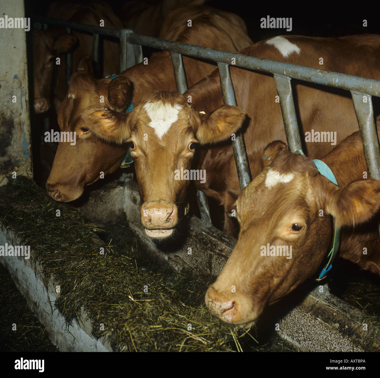Guernsey Channel Island cows feeding on silage in cattle house Stock