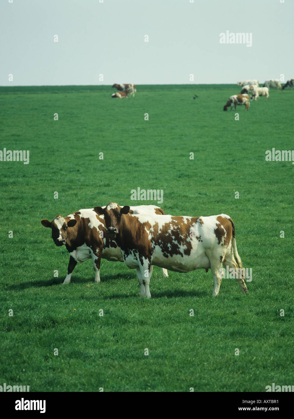 Ayrshire dairy cows grazing on pasture in spring Hampshire Stock Photo