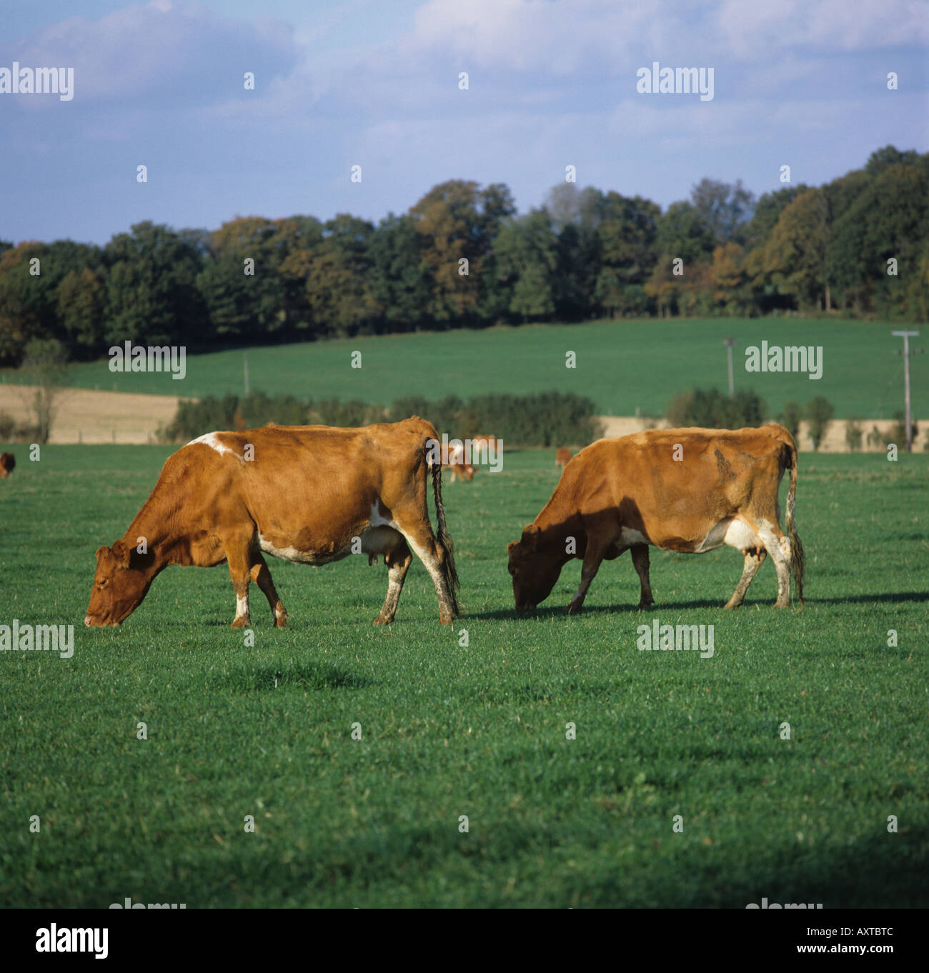 Grazing cow cows hi-res stock photography and images - Alamy