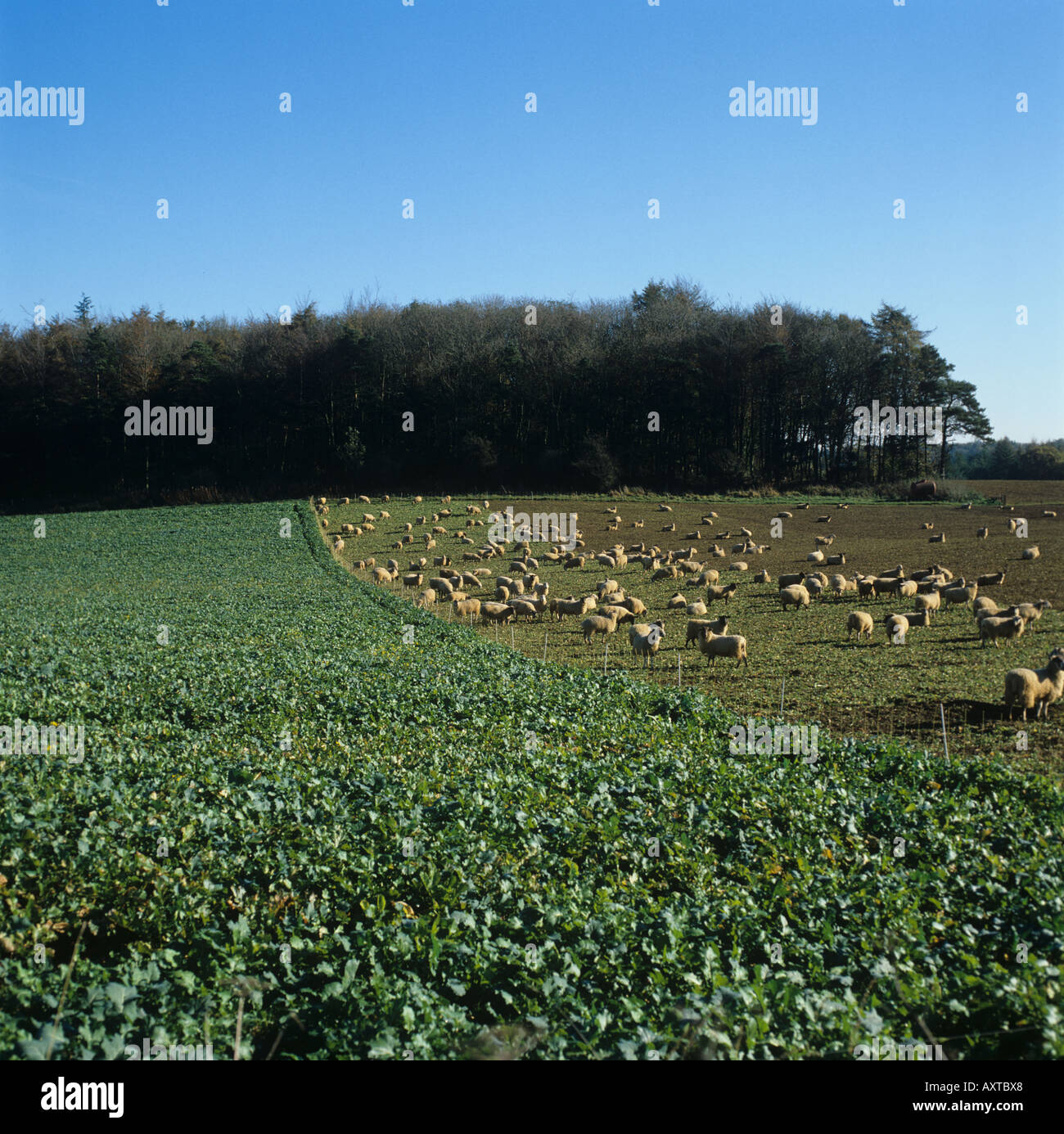 Sheep folded on turnip forage crop with an electric fence Wiltshire Stock Photo