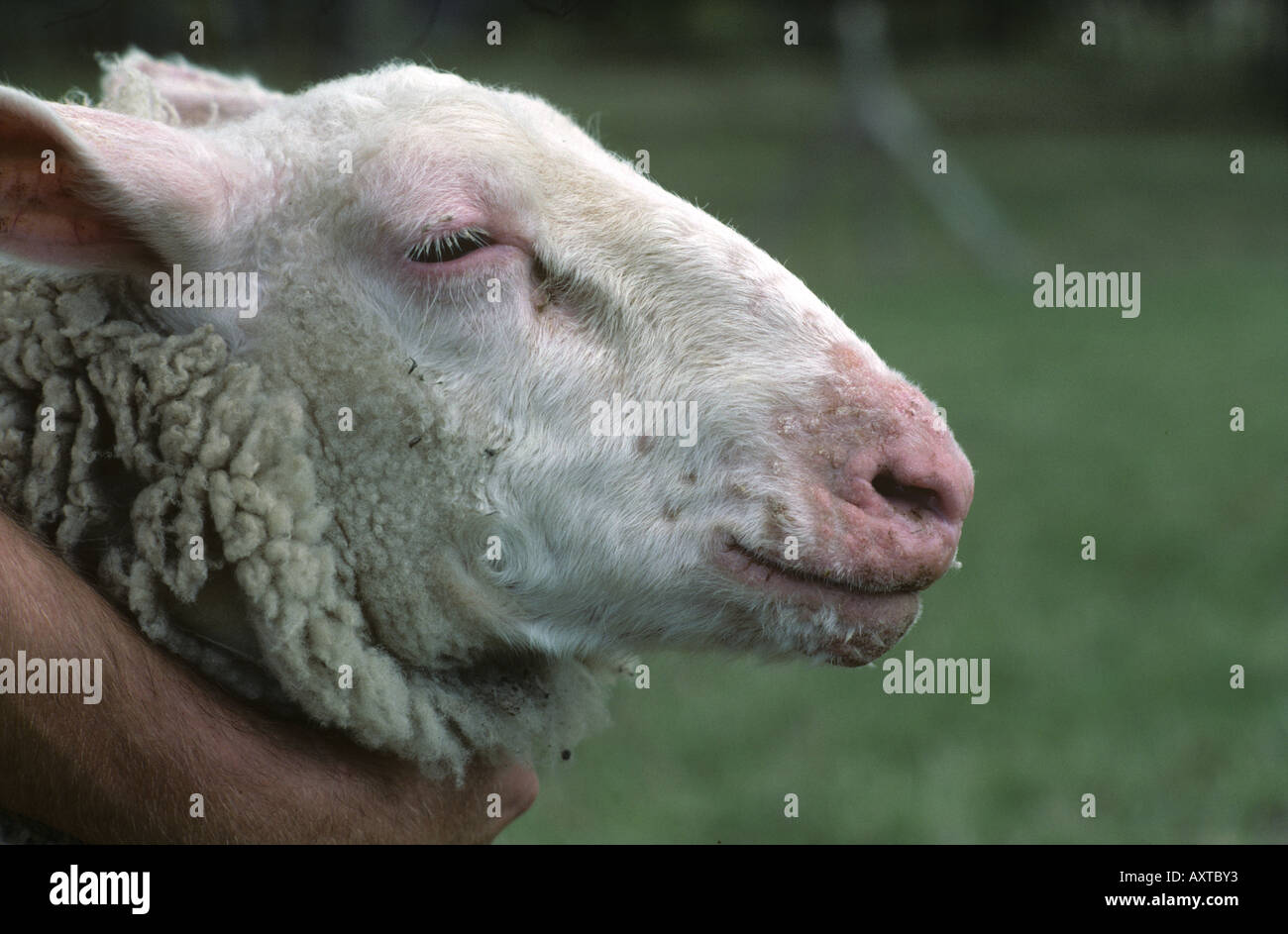 Orf infection around the mouth and nose of a Friesland Friesian sheep