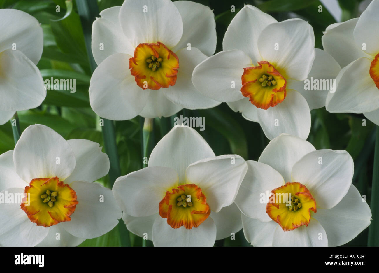 Narcissus 'Merlin'. AGM Division 3 Small cupped daffodil. Stock Photo