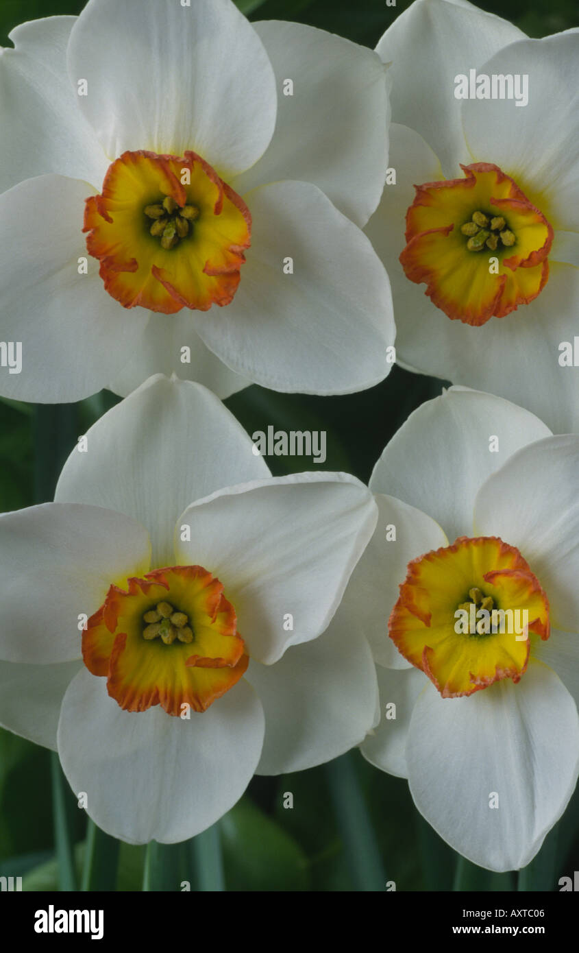 Narcissus 'Merlin'. AGM Division 3 Small cupped daffodil. Stock Photo