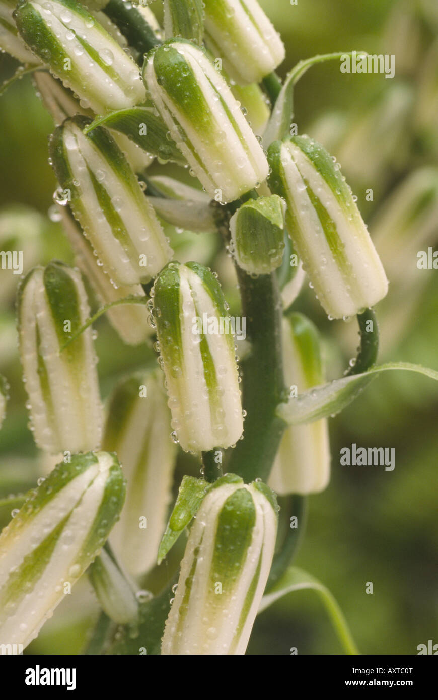 Albuca nelsonii (Natal Albuca) Close up of raceme of white and green flowers. Stock Photo