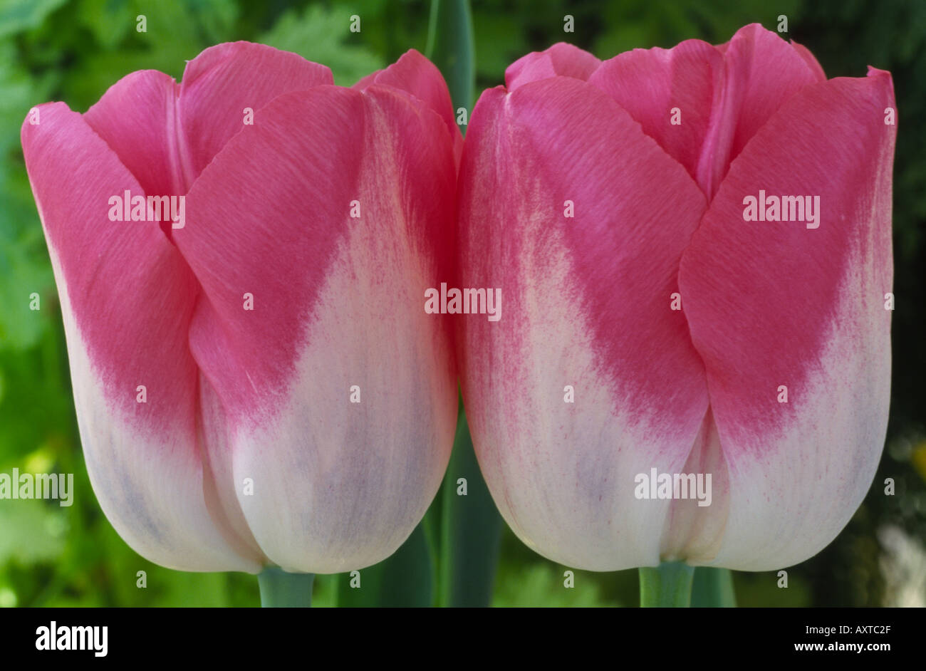Tulipa 'Dreamland'. AGM Division 5 Single late group Tulip. Stock Photo