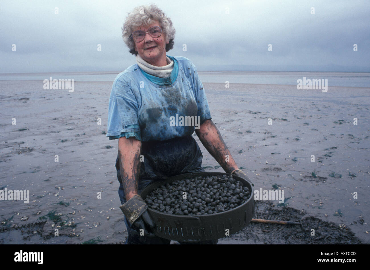 Cockle gathering fishing Gower Peninsula, Loughor Estuary, Wales UK