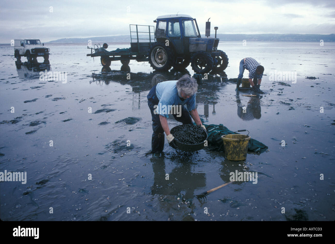 Cockle gathering fishing Gower Peninsula, Loughor Estuary, Wales UK
