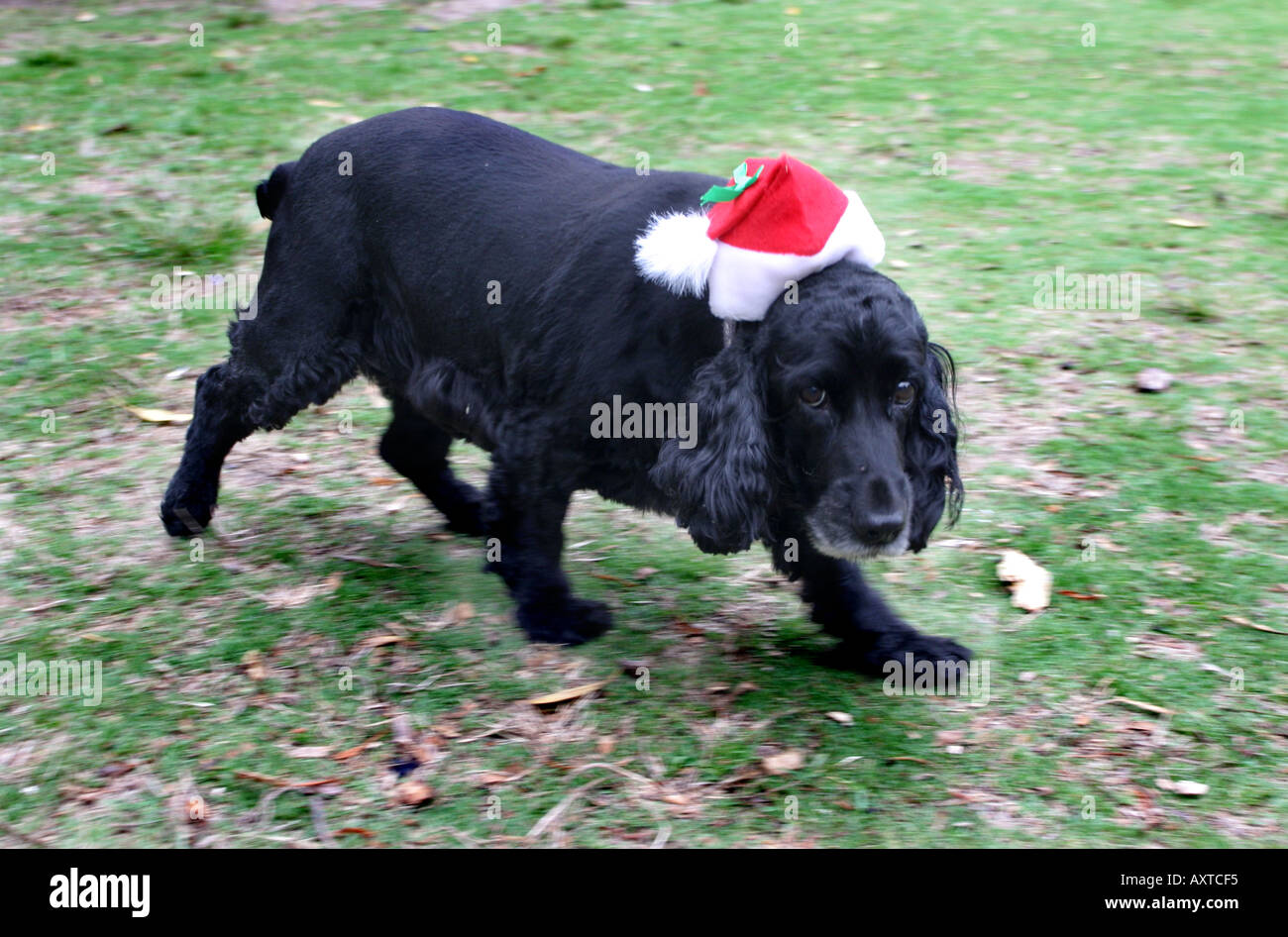 Christmas in Australia - Dog in Santa hat Stock Photo - Alamy