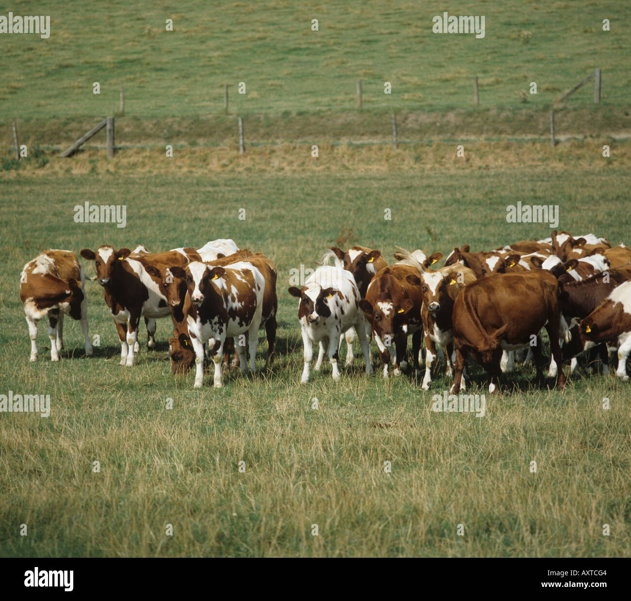 Herd of Ayshire yearling cattle on pasture Berkshire Stock Photo
