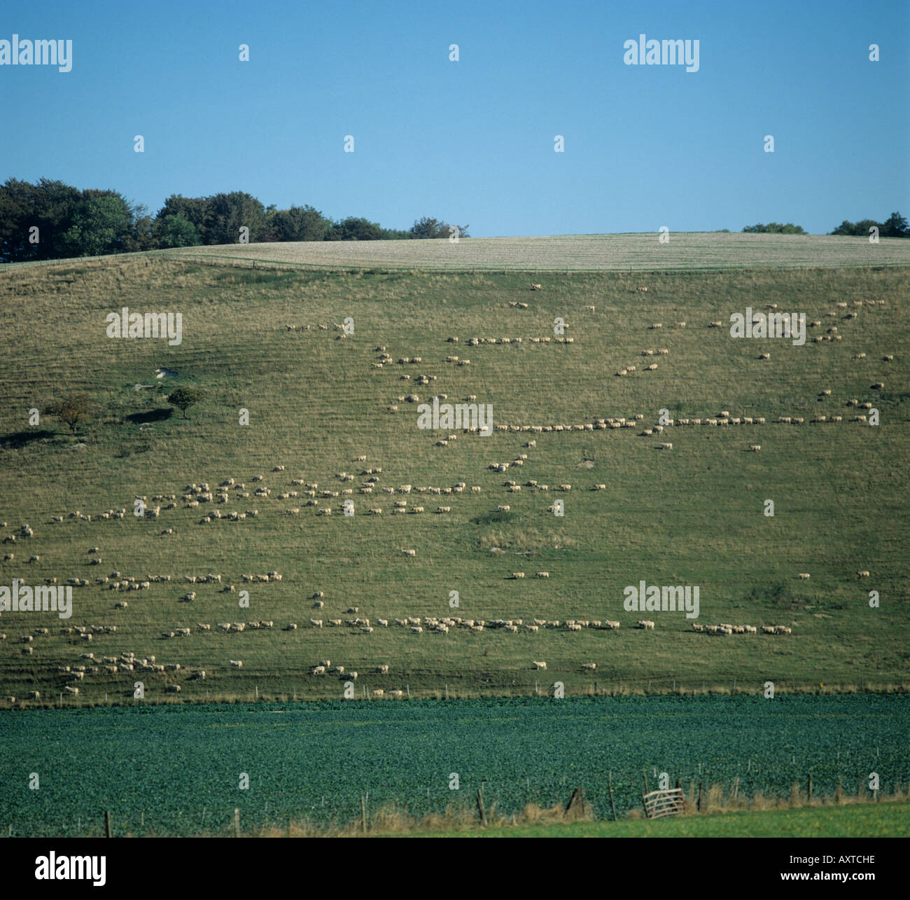 Sheep walking in lines on steep downland slope Stock Photo