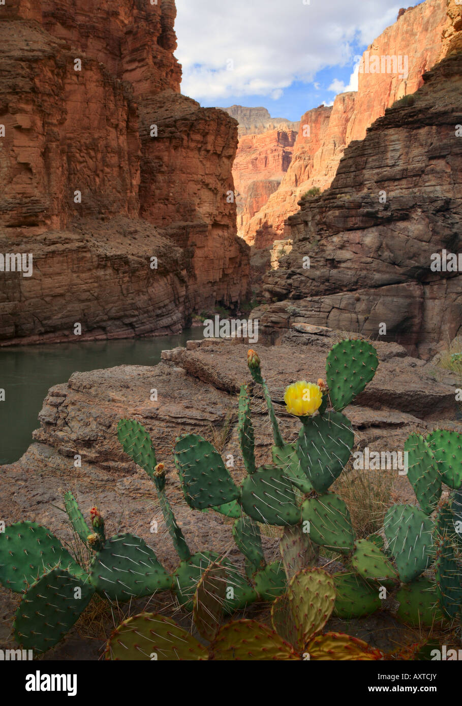 Prickly Pear cactus at the mouth of Havasu Canyon in Grand Canyon National Park Stock Photo