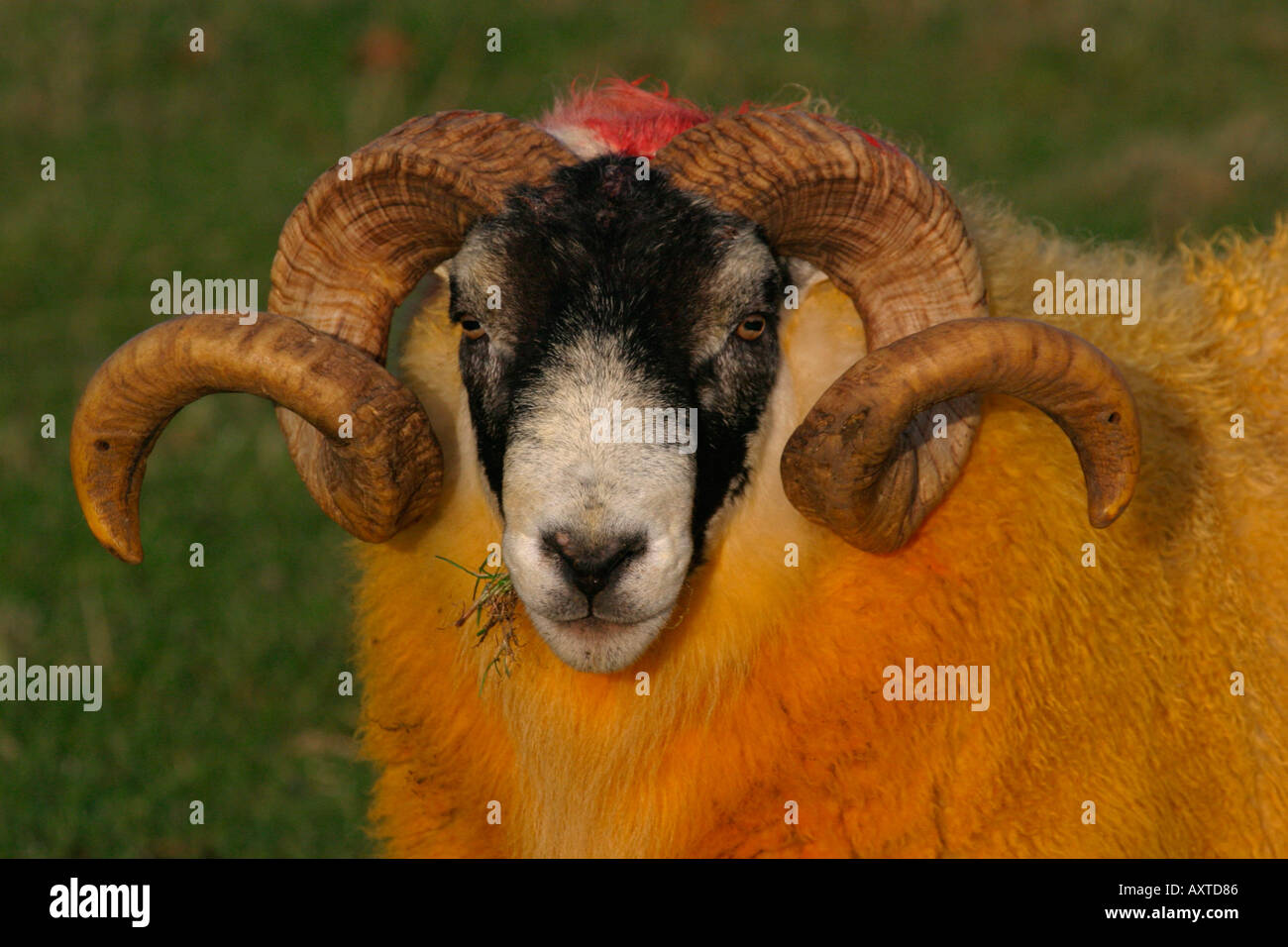Bright orange sheep Stock Photo Alamy