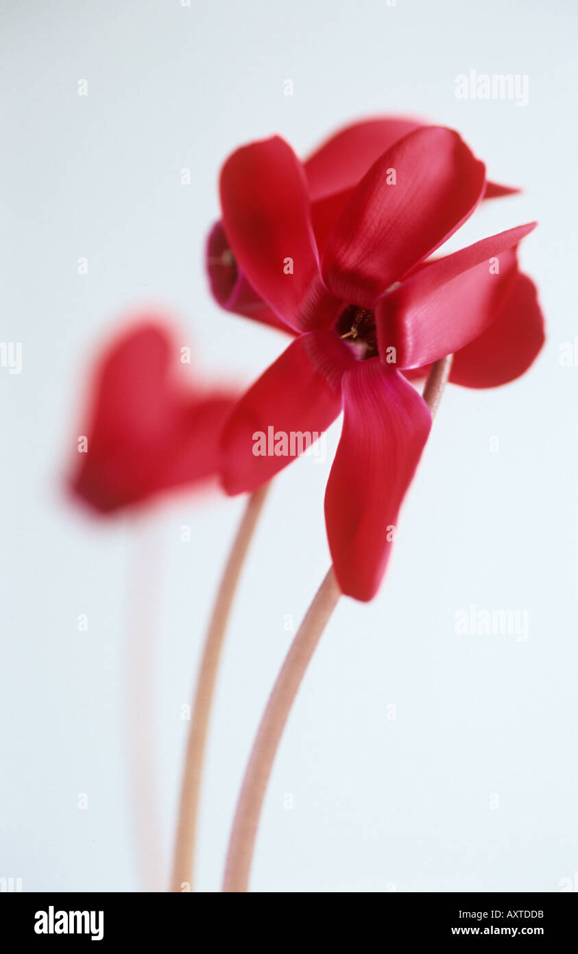 CYCLAMEN FLOWER GRAPHIC Stock Photo